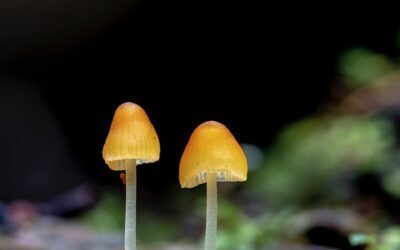 Book launch and Fungi Workshop with Alison Pouliot