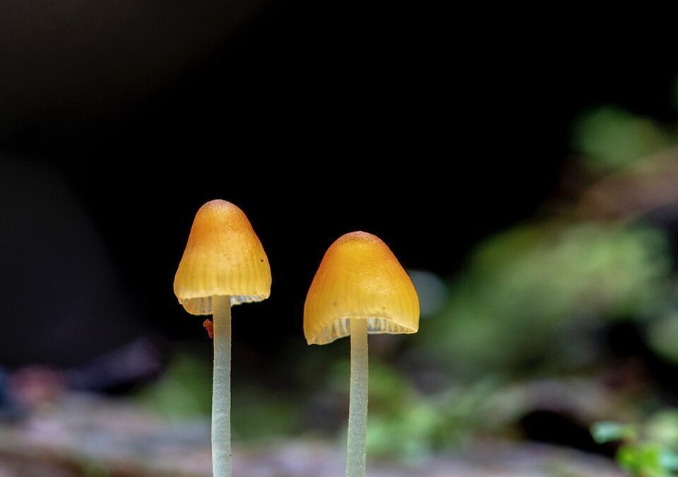 Book launch and Fungi Workshop with Alison Pouliot