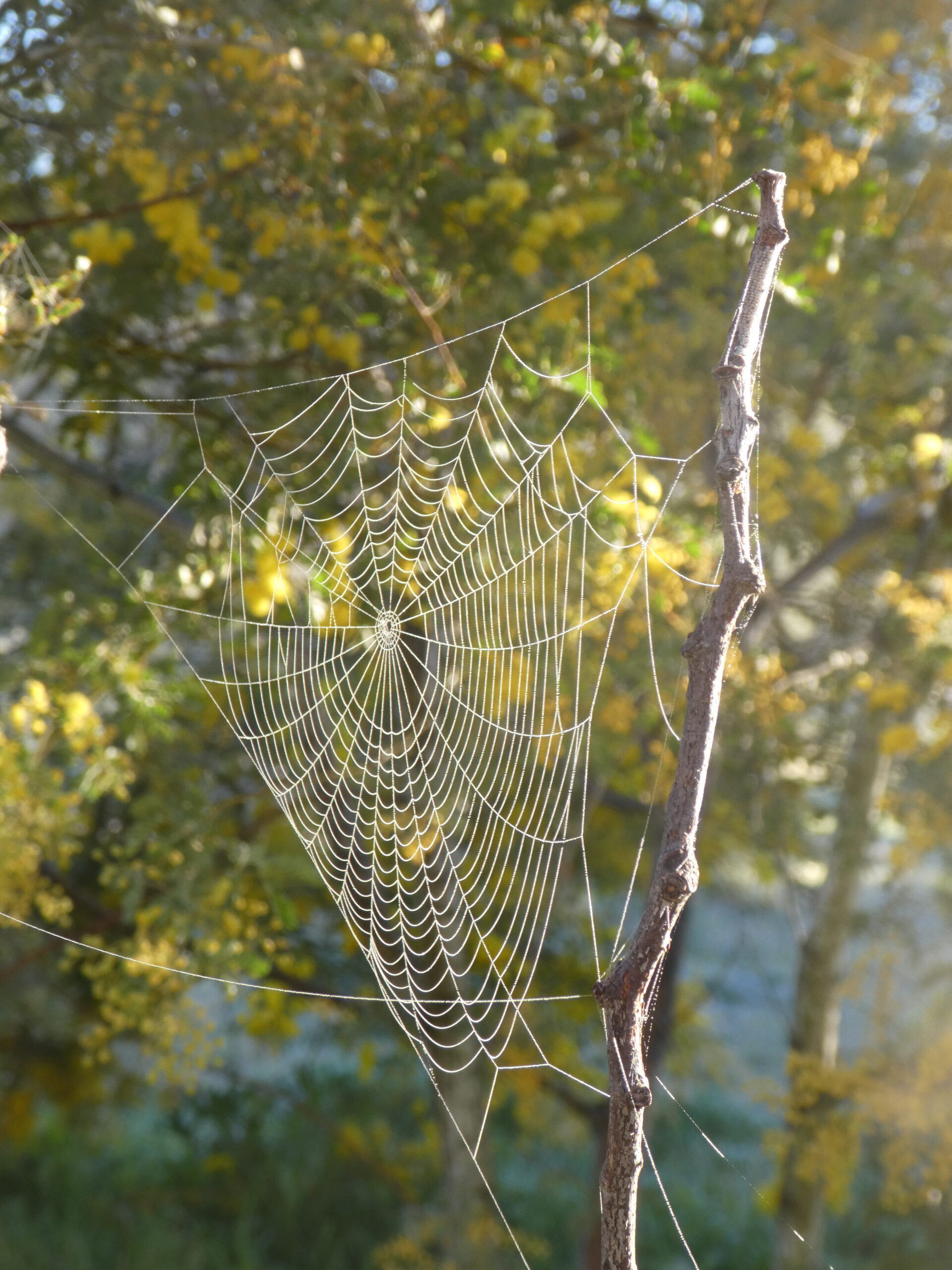 Dewy spiderweb with wattle Acacia doratoxylon growing on rocky hillside