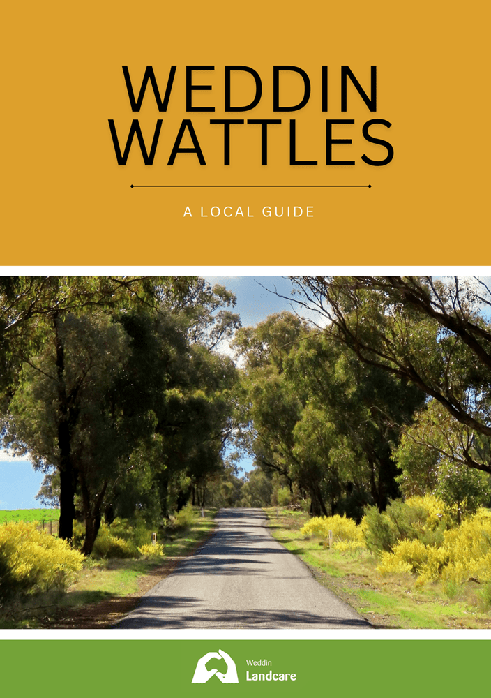 Weddin Wattles front cover Front cover of the Weddin Wattles - a local guide.
