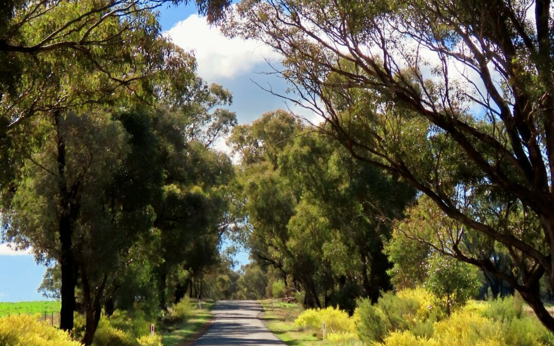 Weddin Wattle Trails and Book Launch