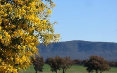 Weddin Wattle Trails and Field Guide