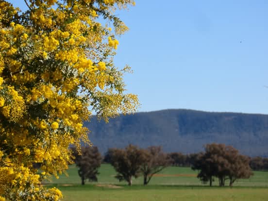 Weddin Wattle Trails and Field Guide