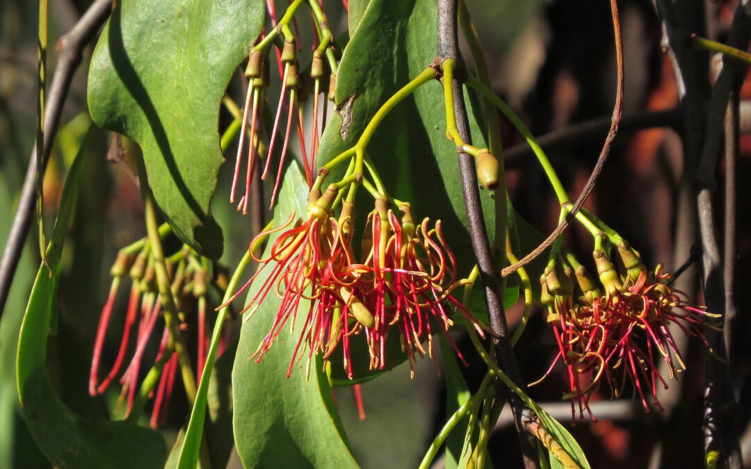 The Mystery of Mistletoe