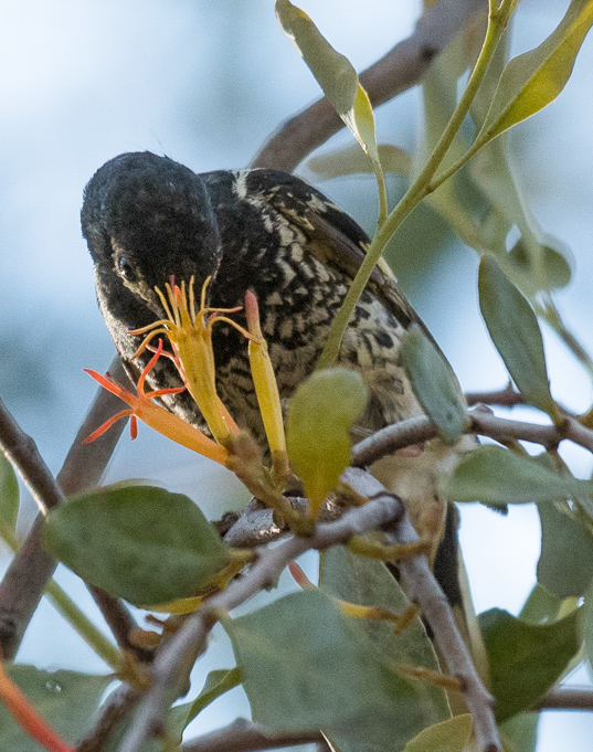 Regent HE in HEZ on mistletoe 24-11-2018 (Mark Simpson) Regent Honeyeater on mistletoe