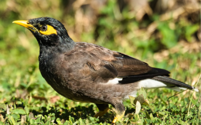 Indian Myna Control Program