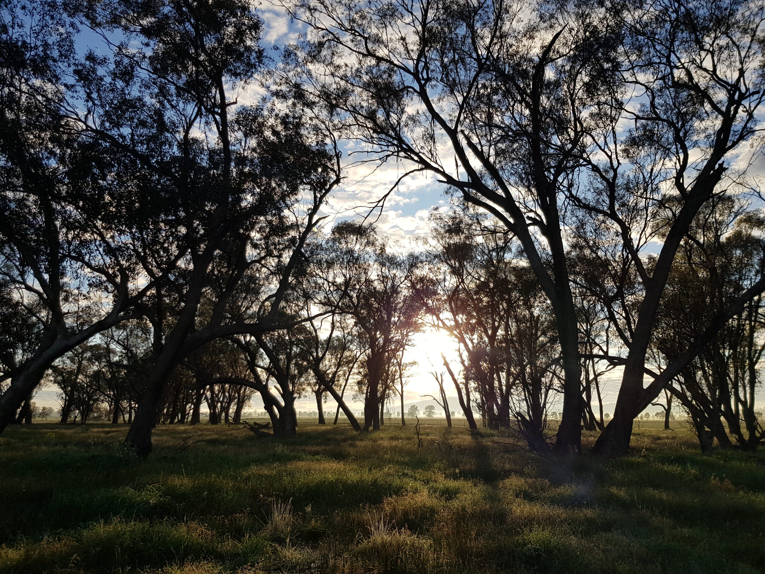 Sun shining through a stand of gums