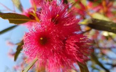 Gallery of Gums Artist Call Out