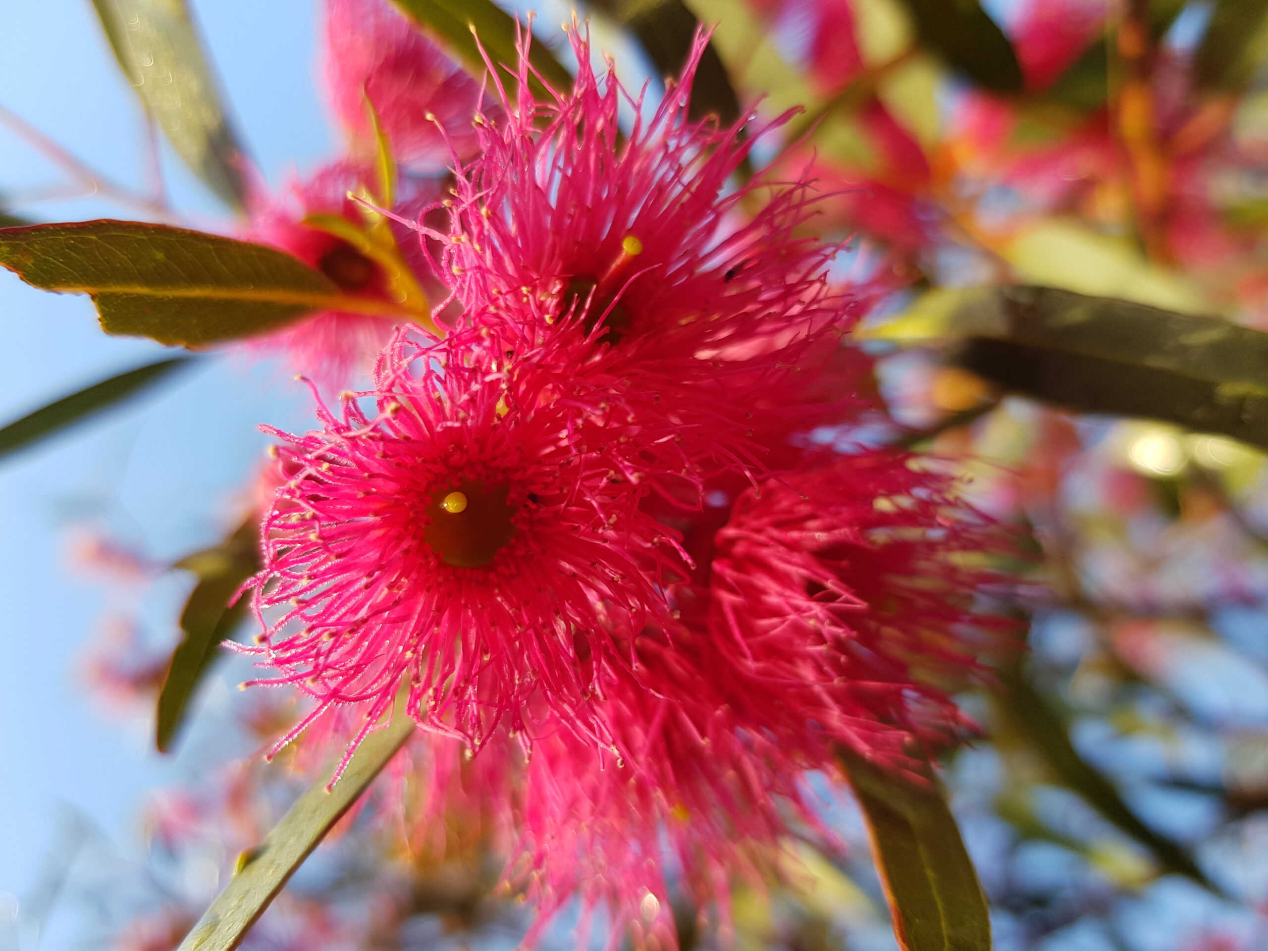 Red flowering gum blossom