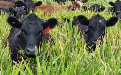Livestock Tech Field Day